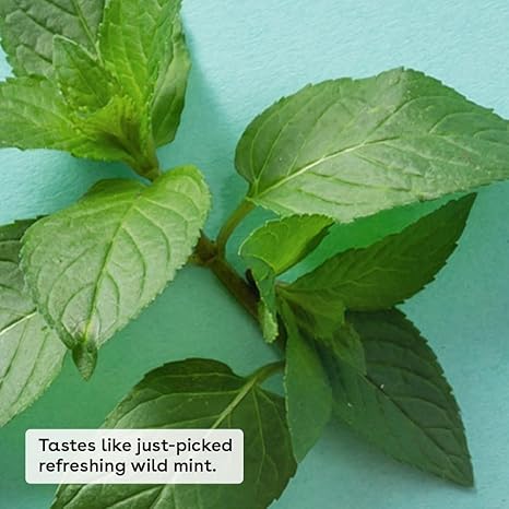 Eos Sweet Mint natural organic lip balm with fresh mint leaves background